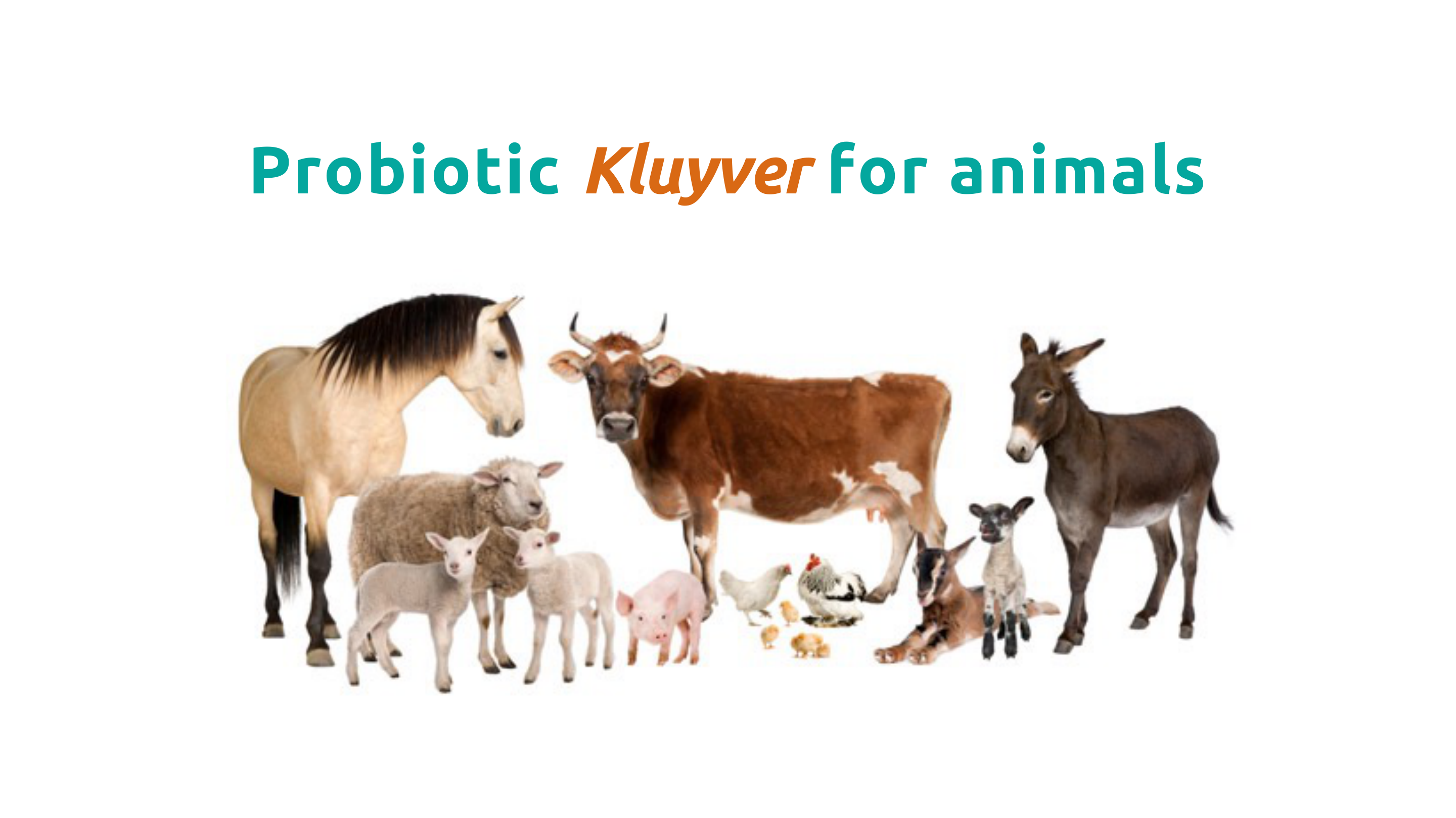 Probiotic Kluyver